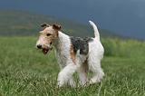 FOX TERRIER 692